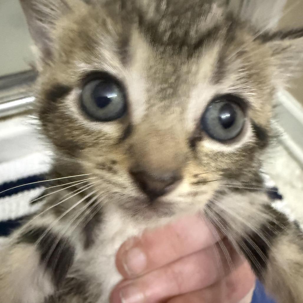 Saturn, a Adoptable Domestic Short Hair in Marietta, GA image 2/2