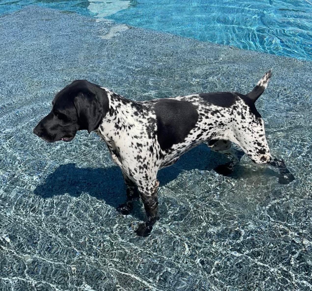 Rome, ADOPTABLE, Adult Male German Shorthaired Pointer.