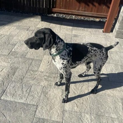 Enlarge Rome, a ADOPTABLE German Shorthaired Pointer in Coarsegold, CA image 2/2