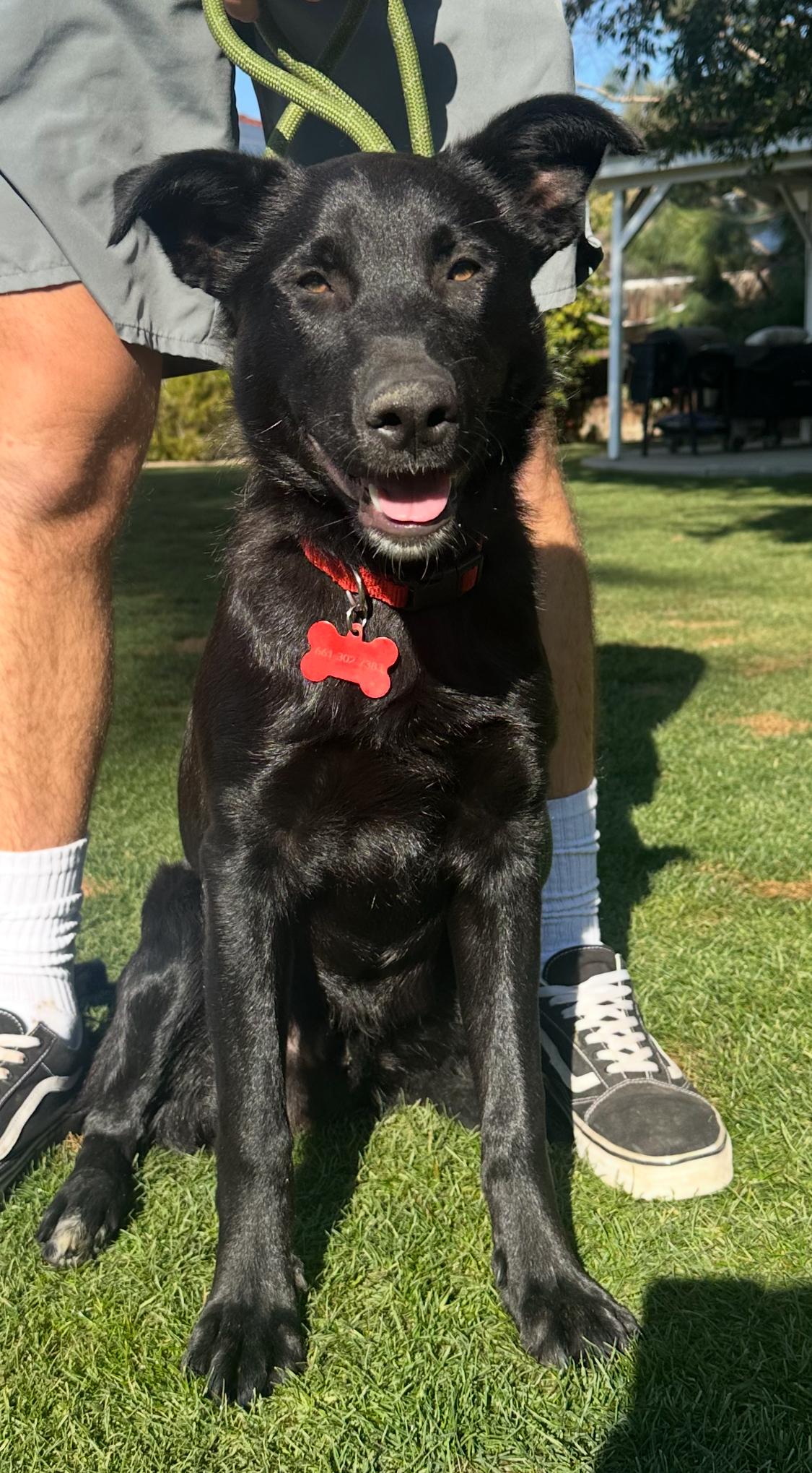 Enlarge Steph Curry UPDATE! 4/18, an adopted mixed breed in Bakersfield, CA image 1/3
