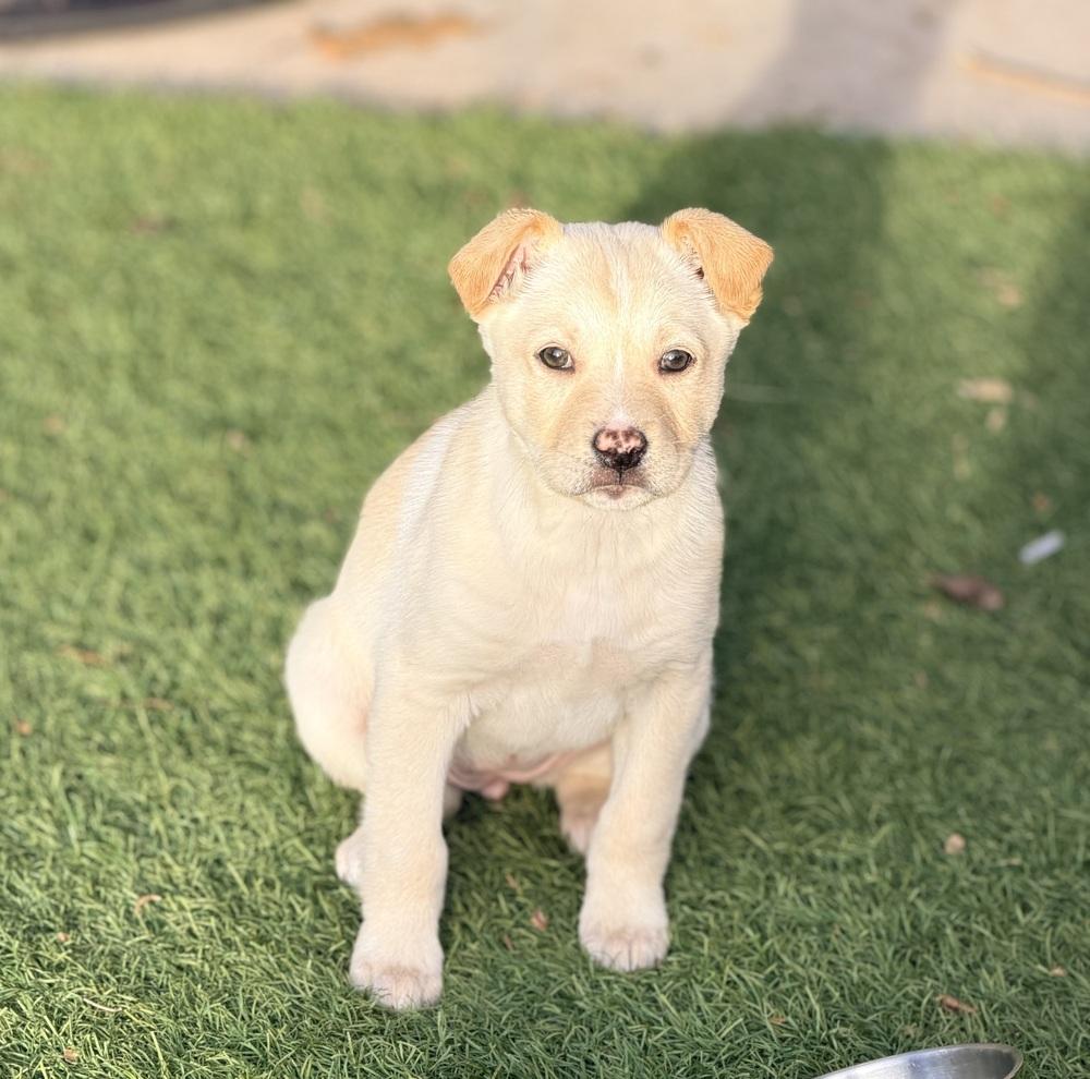 Enlarge Potato, a Adoptable mixed breed in Denver, CO image 1/6