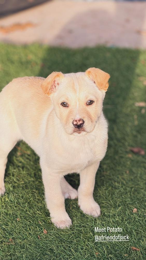 Enlarge Potato, a Adoptable mixed breed in Denver, CO image 3/6
