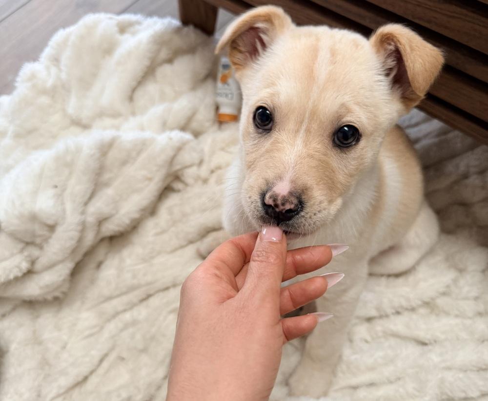 Enlarge Potato, a Adoptable mixed breed in Denver, CO image 4/6