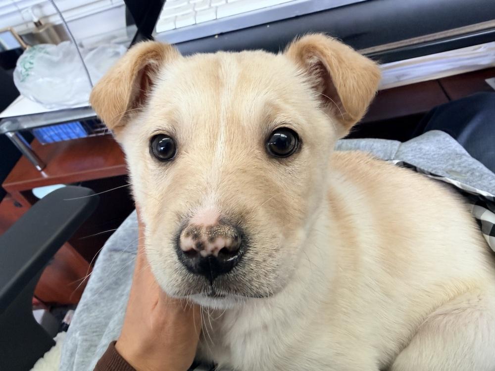 Enlarge Potato, a Adoptable mixed breed in Denver, CO image 5/6