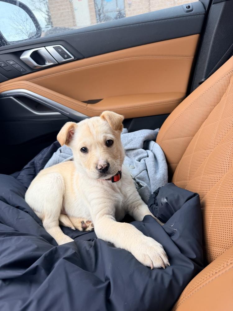 Enlarge Potato, a Adoptable mixed breed in Denver, CO image 6/6