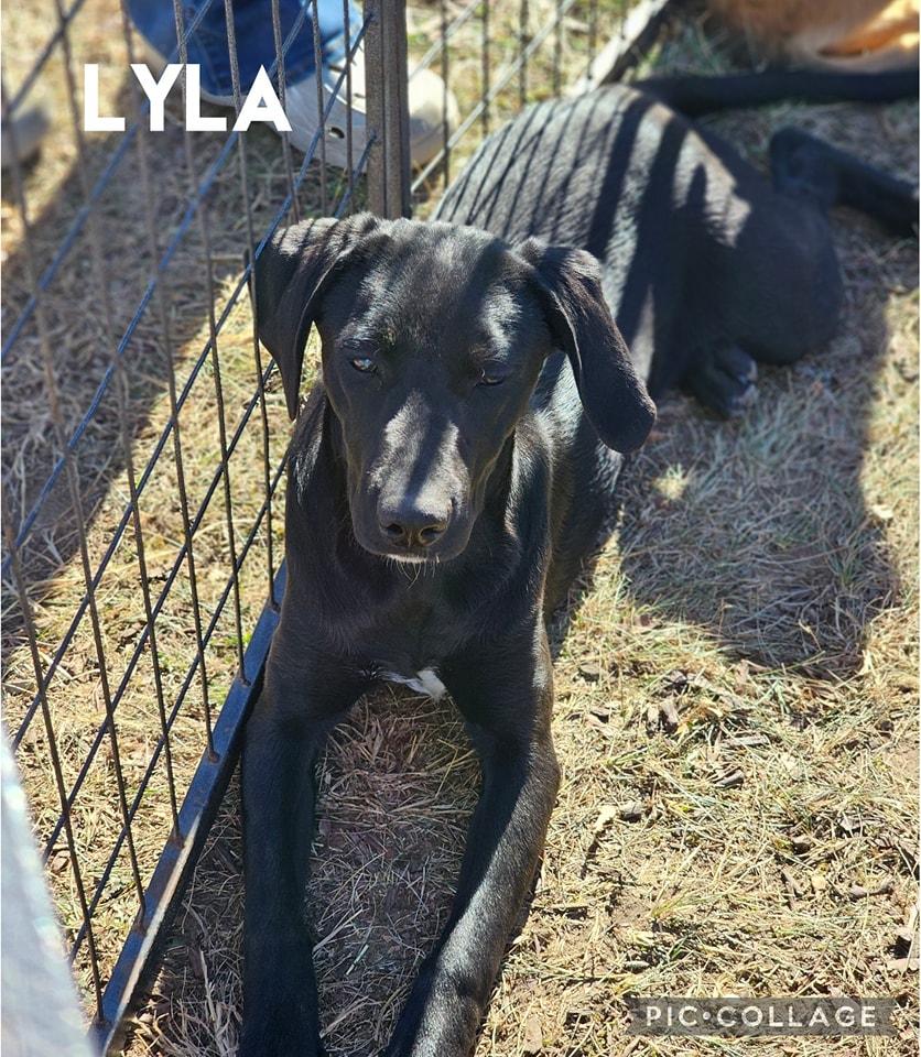 Lyla, Adoptable, Young Female Black Labrador Retriever.