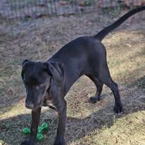 Lyla, a Adoptable mixed breed in Williston, VT image 2/2