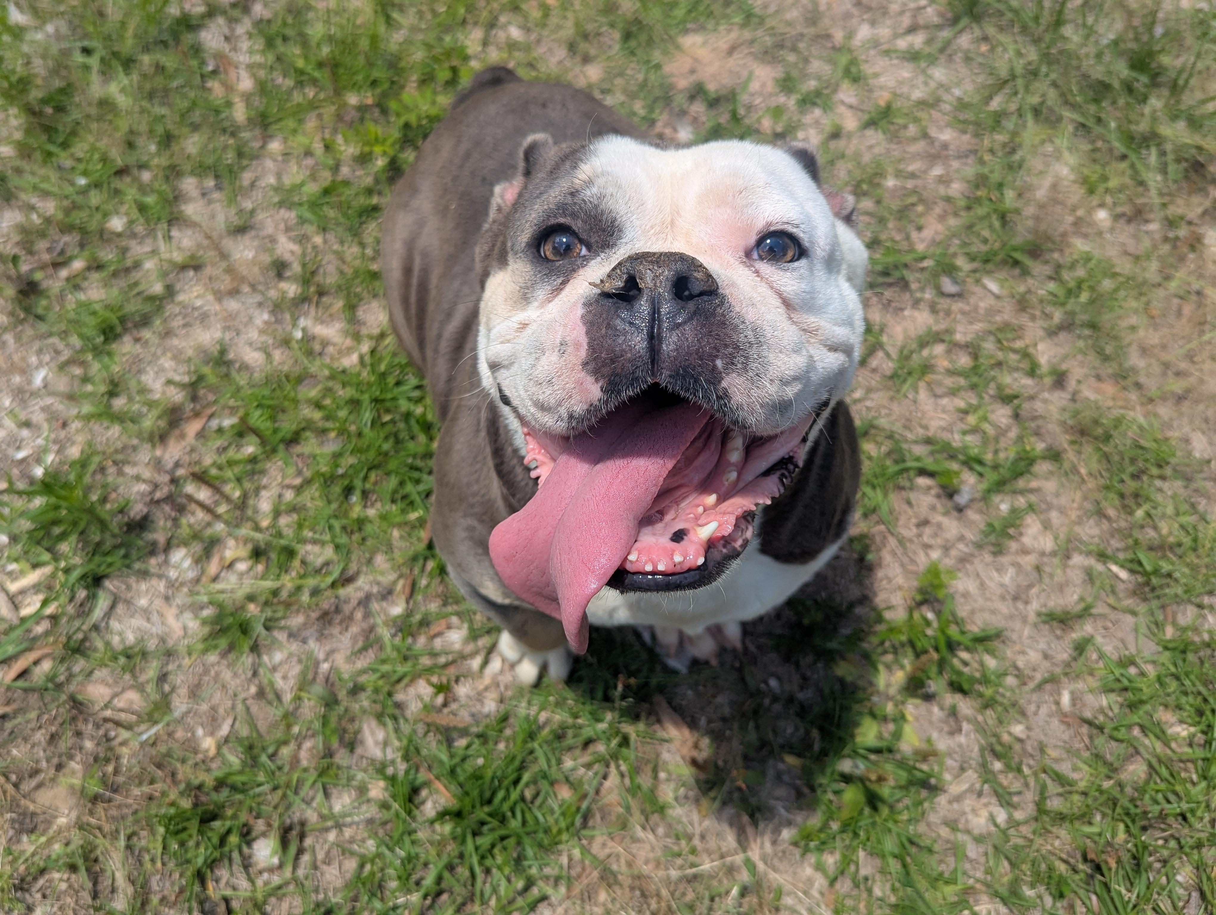 Enlarge JADA, an adopted mixed breed in Brattleboro, VT image 3/6