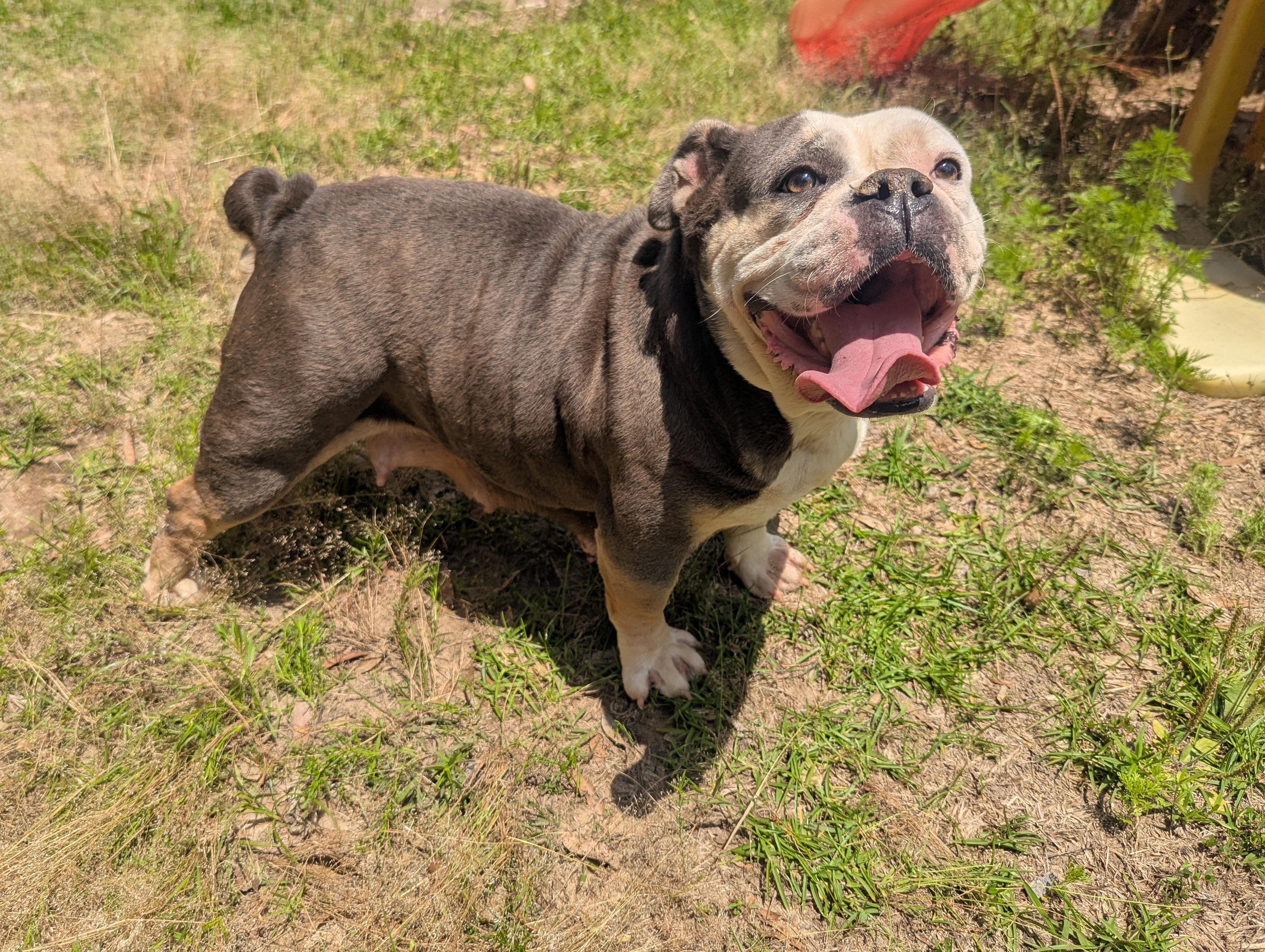 Enlarge JADA, an adopted mixed breed in Brattleboro, VT image 1/6