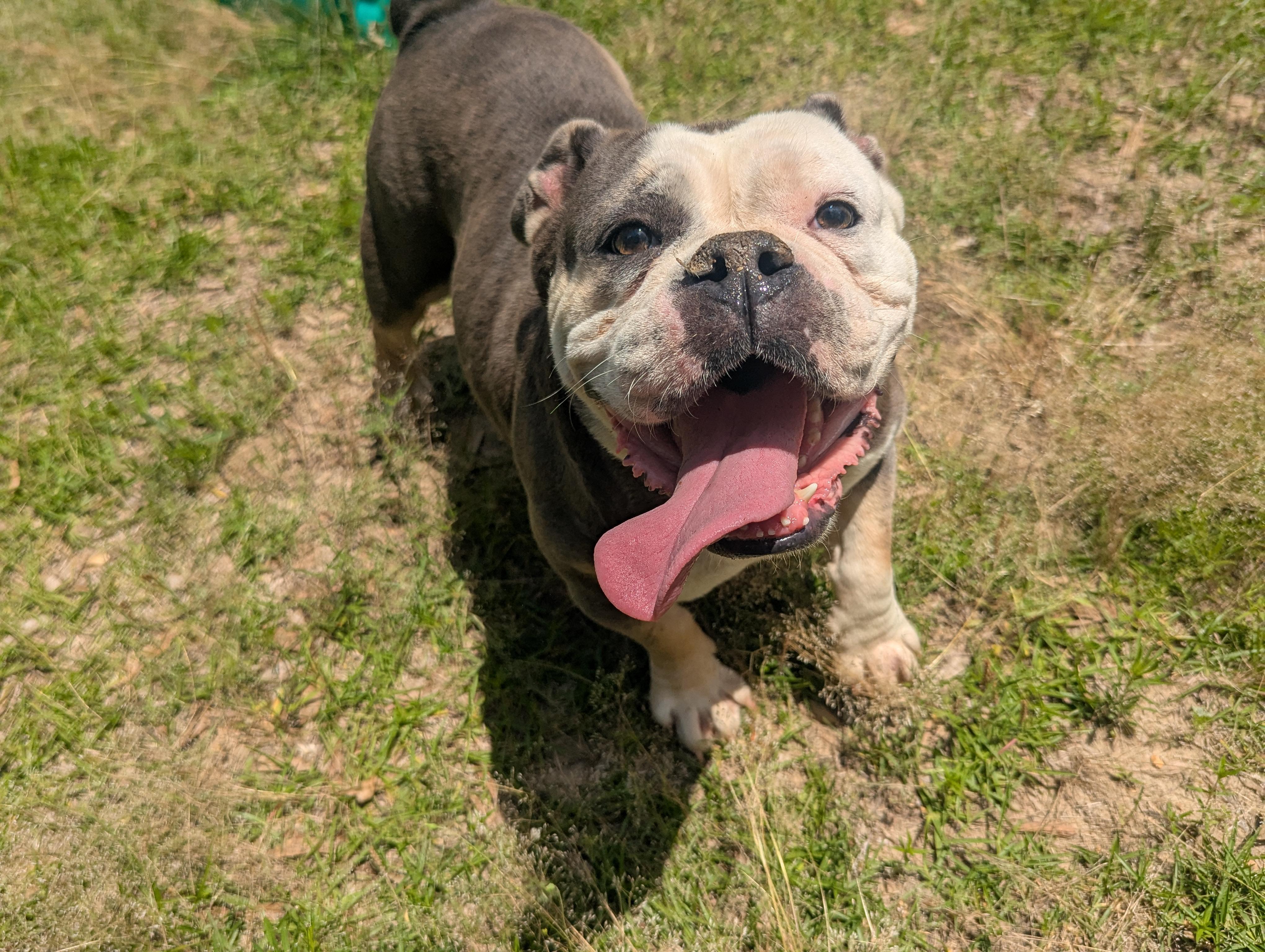 Enlarge JADA, an adopted mixed breed in Brattleboro, VT image 2/6