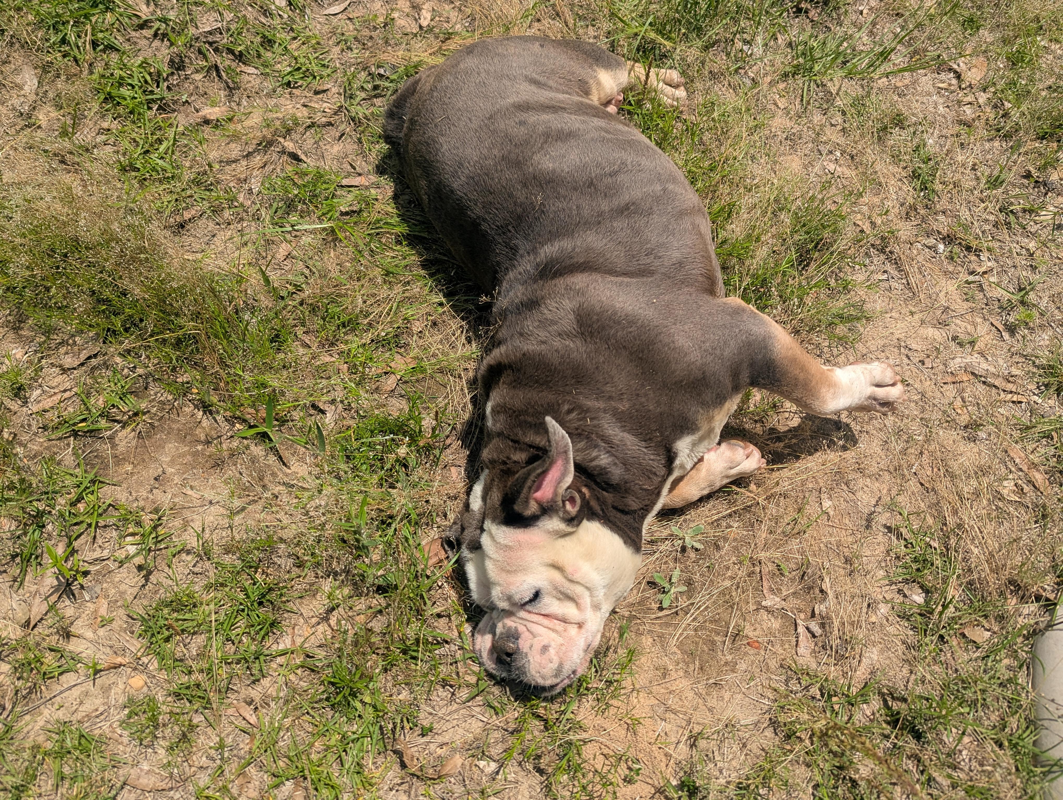 Enlarge JADA, an adopted mixed breed in Brattleboro, VT image 5/6