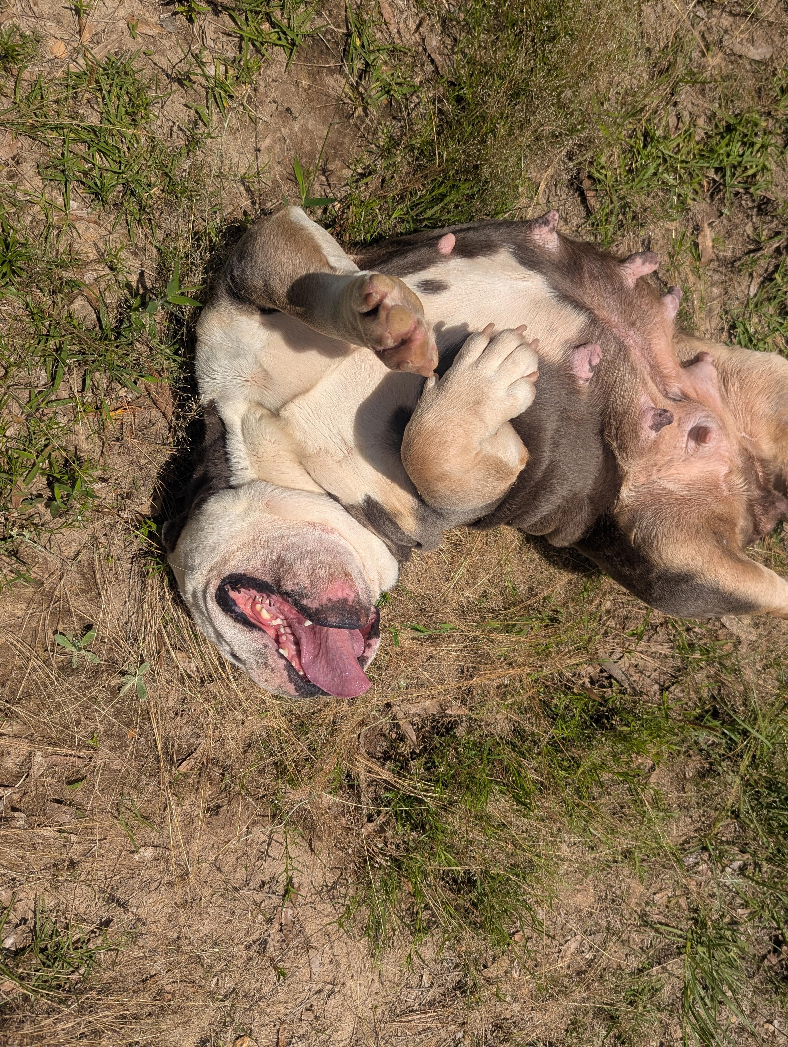 Enlarge JADA, an adopted mixed breed in Brattleboro, VT image 6/6