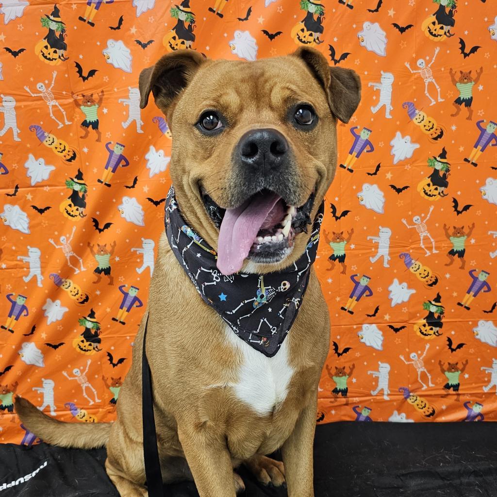 Bubba, Adoptable, Adult Male Rottweiler & American Staffordshire Terrier.