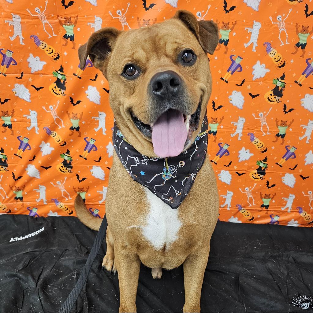 Enlarge Bubba, a Adoptable mixed breed in Easton, PA image 2/6