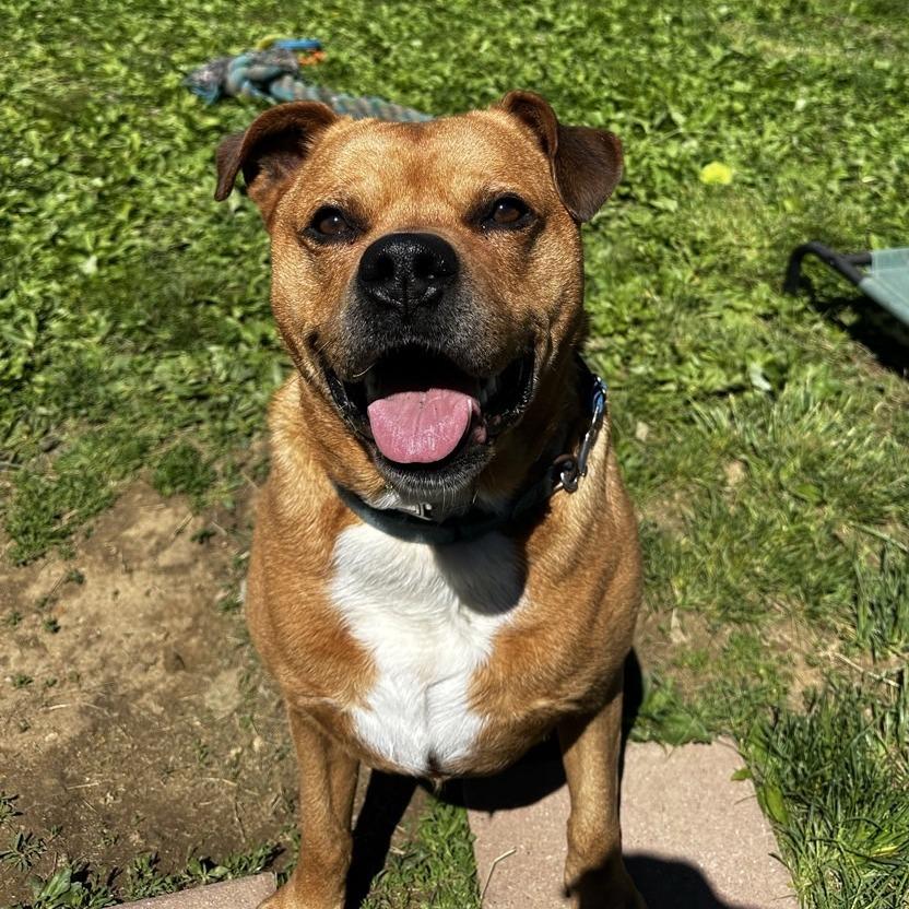 Enlarge Bubba, a Adoptable mixed breed in Easton, PA image 4/5