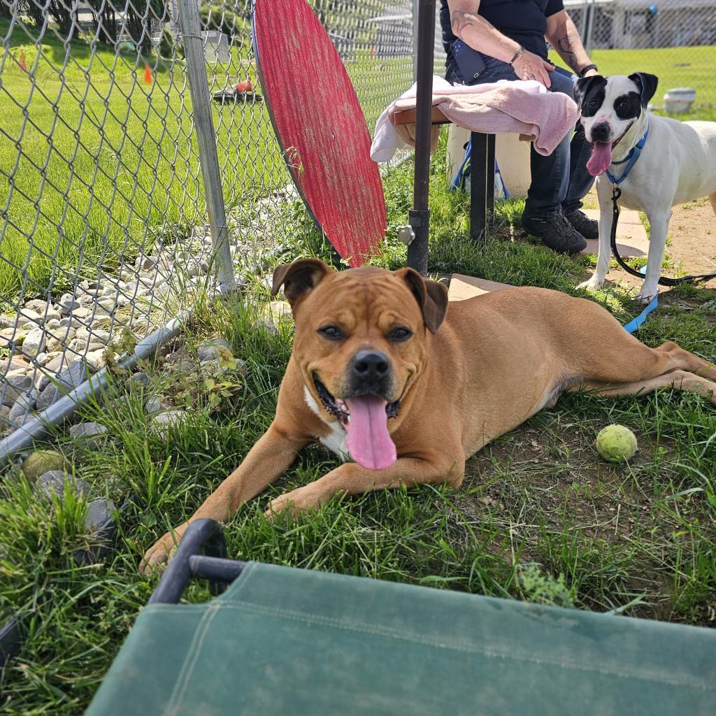 Enlarge Bubba, a Adoptable mixed breed in Easton, PA image 4/6