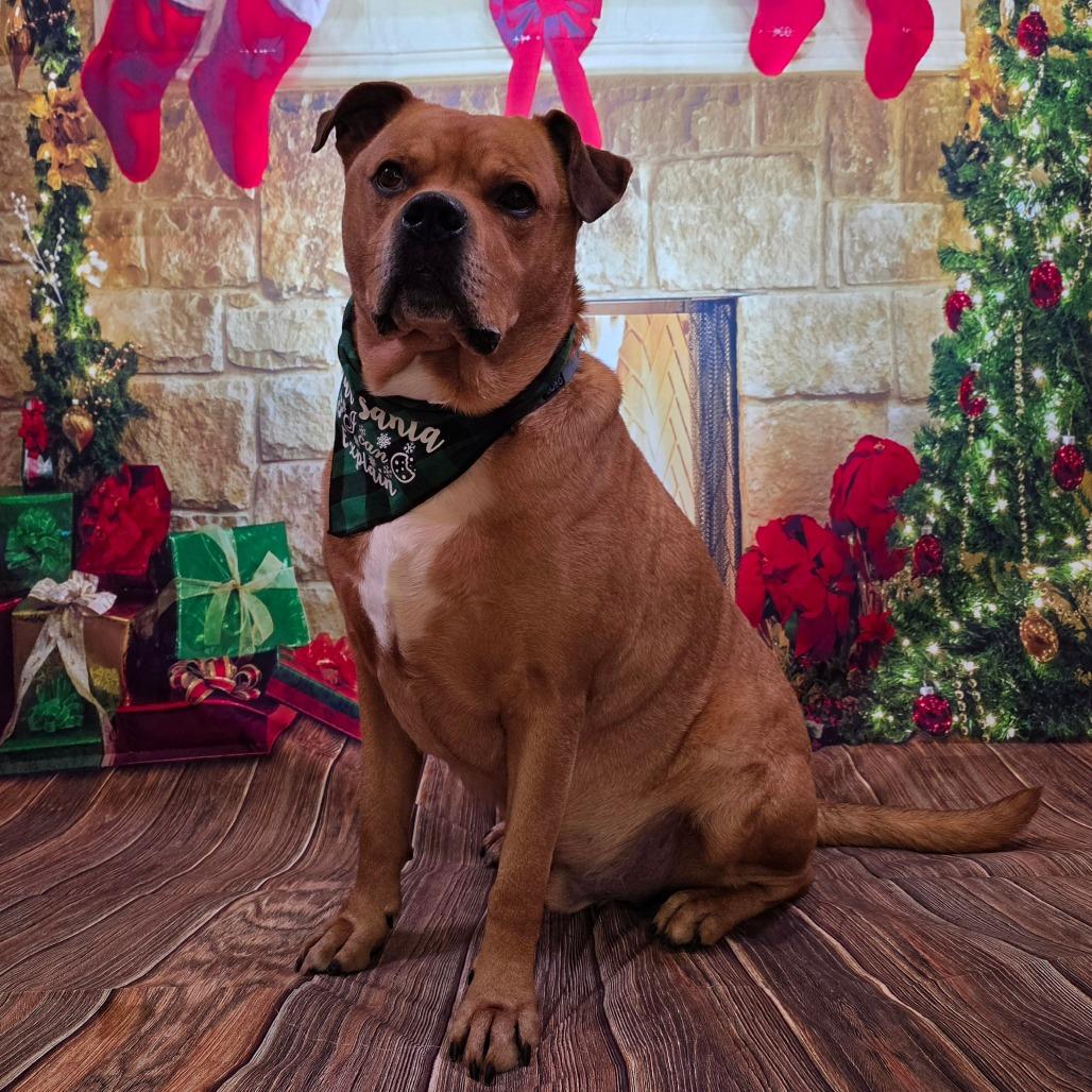 Enlarge Bubba, a Adoptable mixed breed in Easton, PA image 4/6