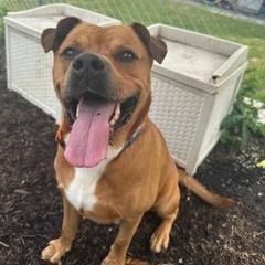 Enlarge Bubba, a Adoptable mixed breed in Easton, PA image 5/6