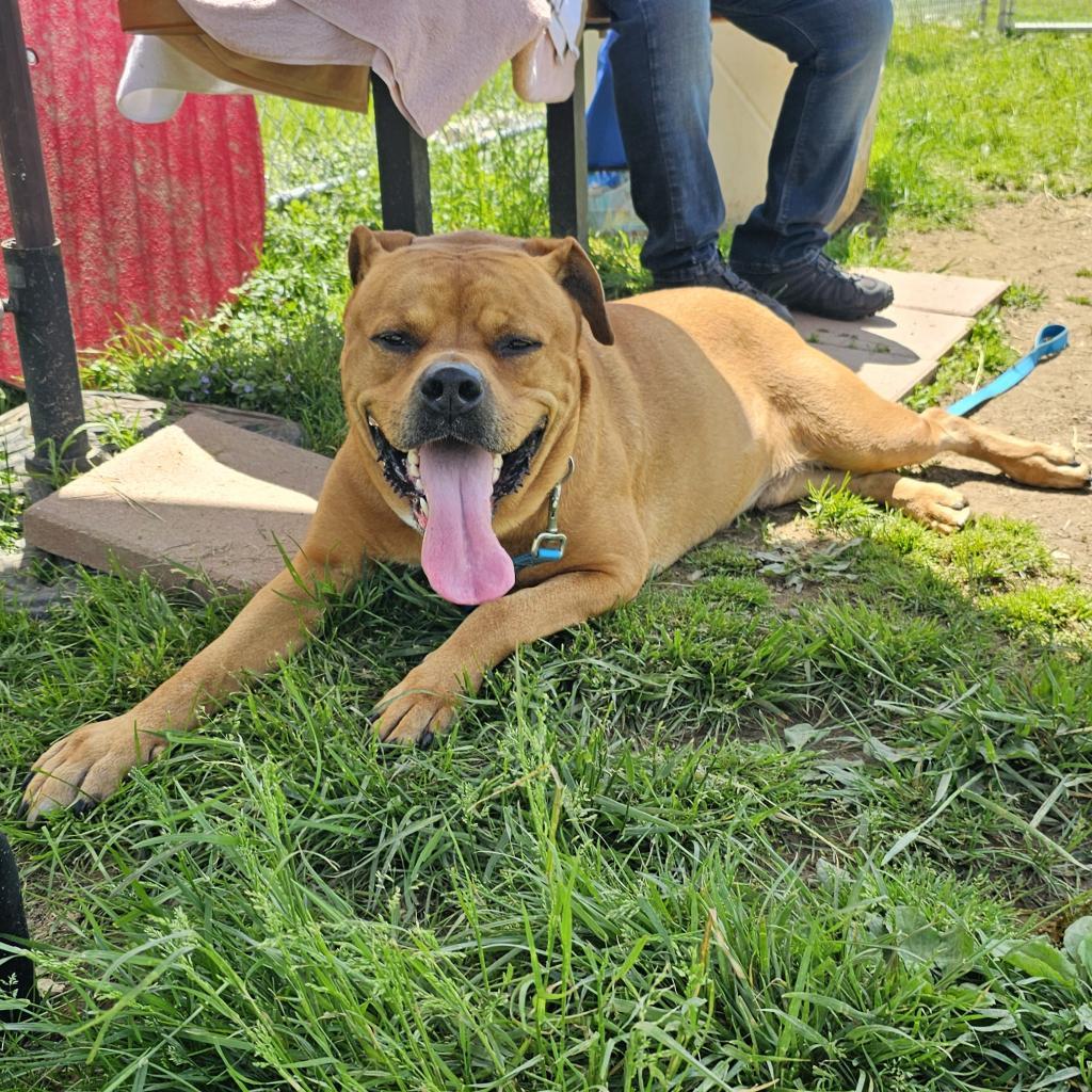 Enlarge Bubba, a Adoptable mixed breed in Easton, PA image 6/6