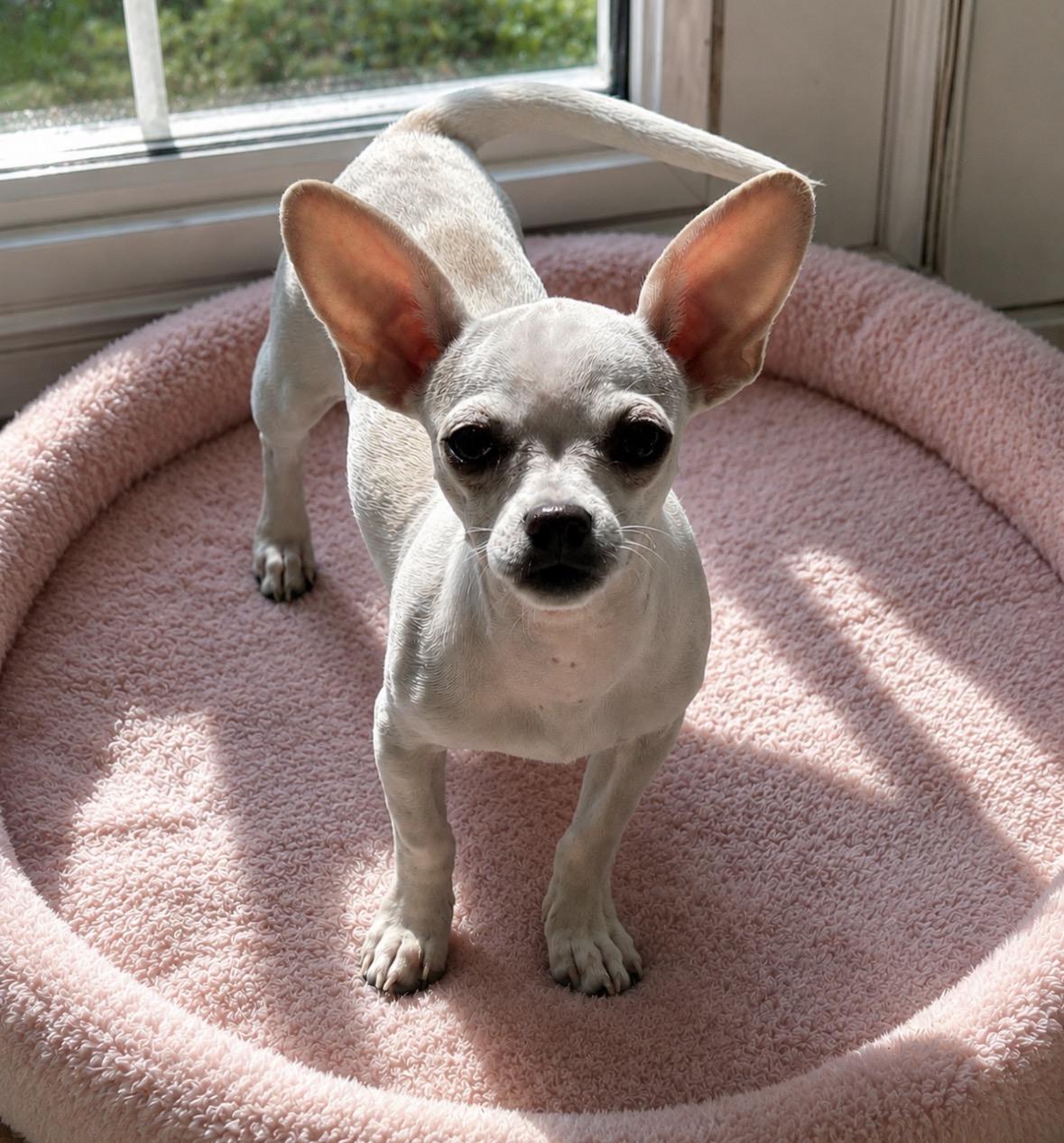 Chloe, adopted, Young Female Chihuahua.