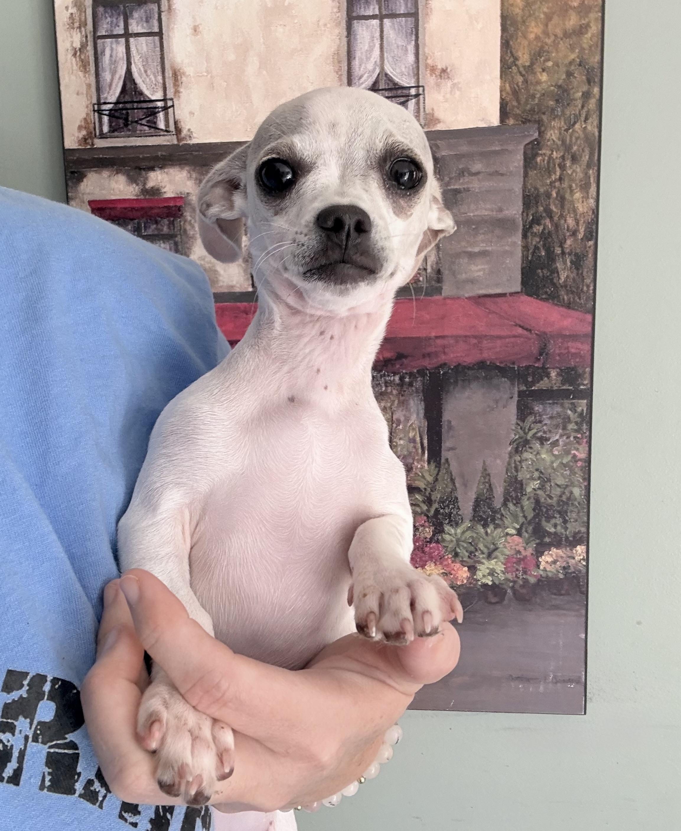 Chloe, an adopted mixed breed in Ooltewah, TN image 2/6