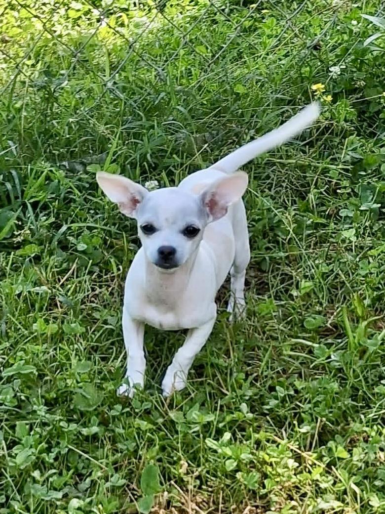 Chloe, a ADOPTABLE mixed breed in Ooltewah, TN image 4/6