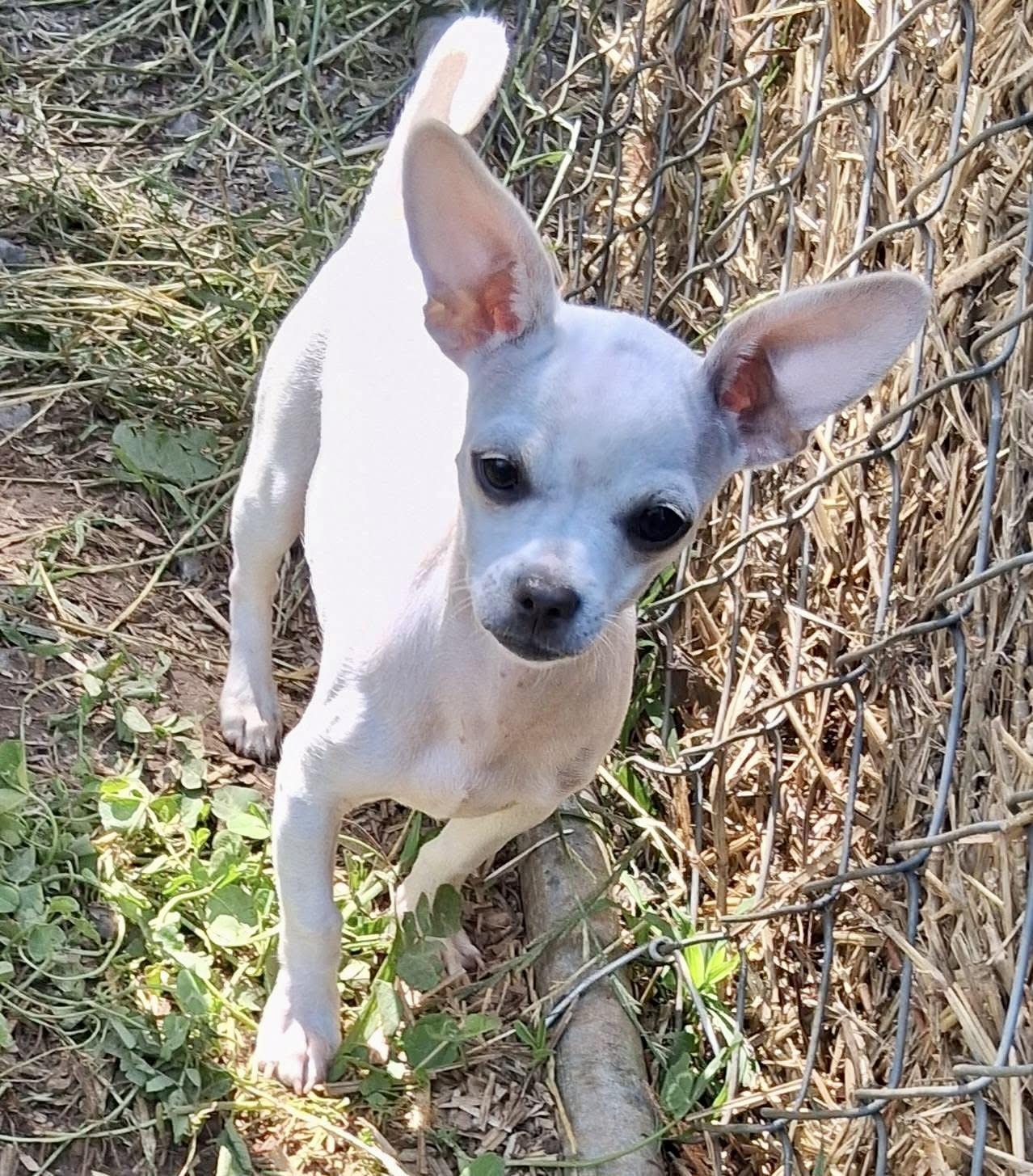 Chloe, a ADOPTABLE mixed breed in Ooltewah, TN image 3/6