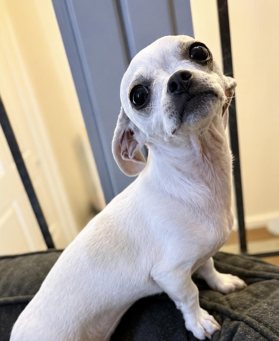 Chloe, a ADOPTABLE mixed breed in Ooltewah, TN image 5/6