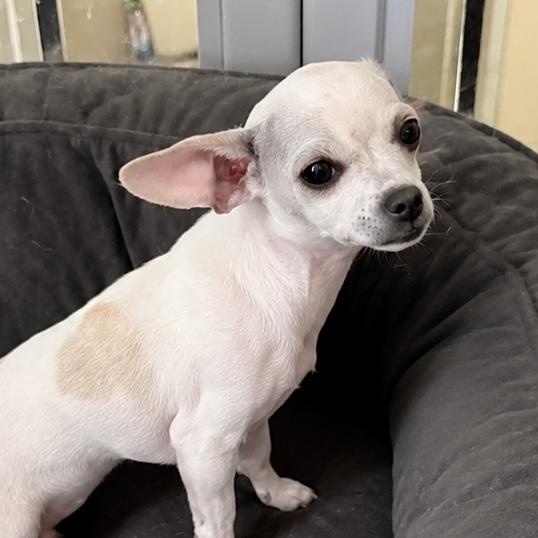 Chloe, ADOPTABLE, Young Female Chihuahua.