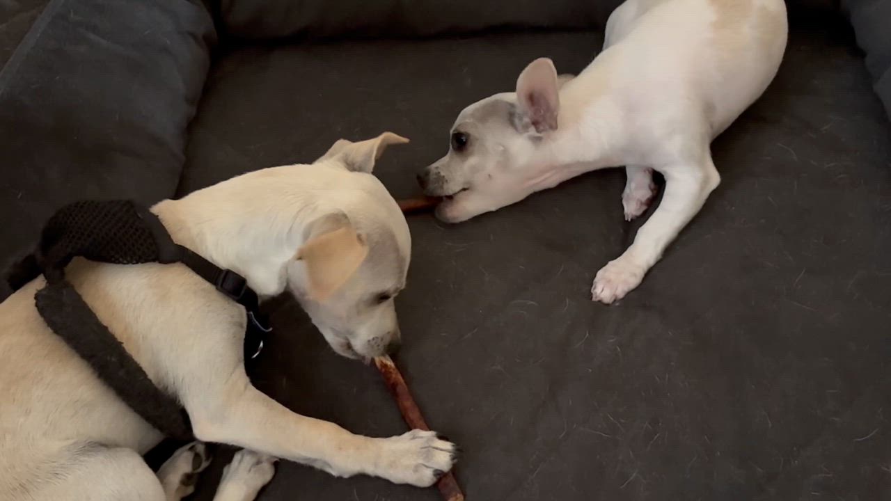 Enlarge Chloe, a ADOPTABLE mixed breed in Ooltewah, TN video 6/6