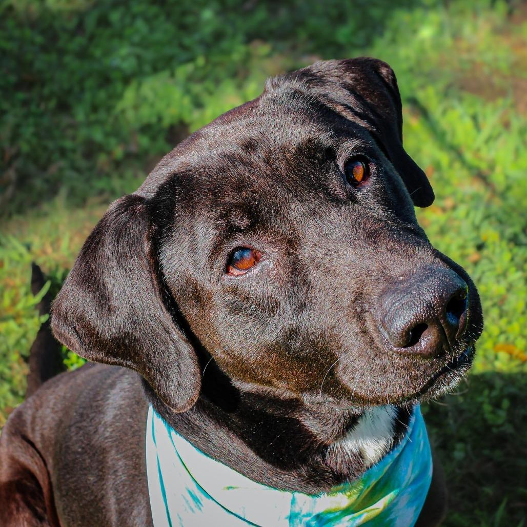 Enlarge Chiron, a Adoptable Mixed Breed in Lake Jackson, TX image 1/2