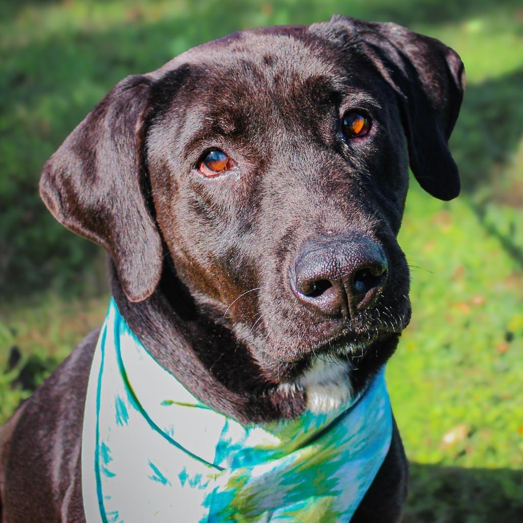 Enlarge Chiron, a Adoptable Mixed Breed in Lake Jackson, TX image 2/2