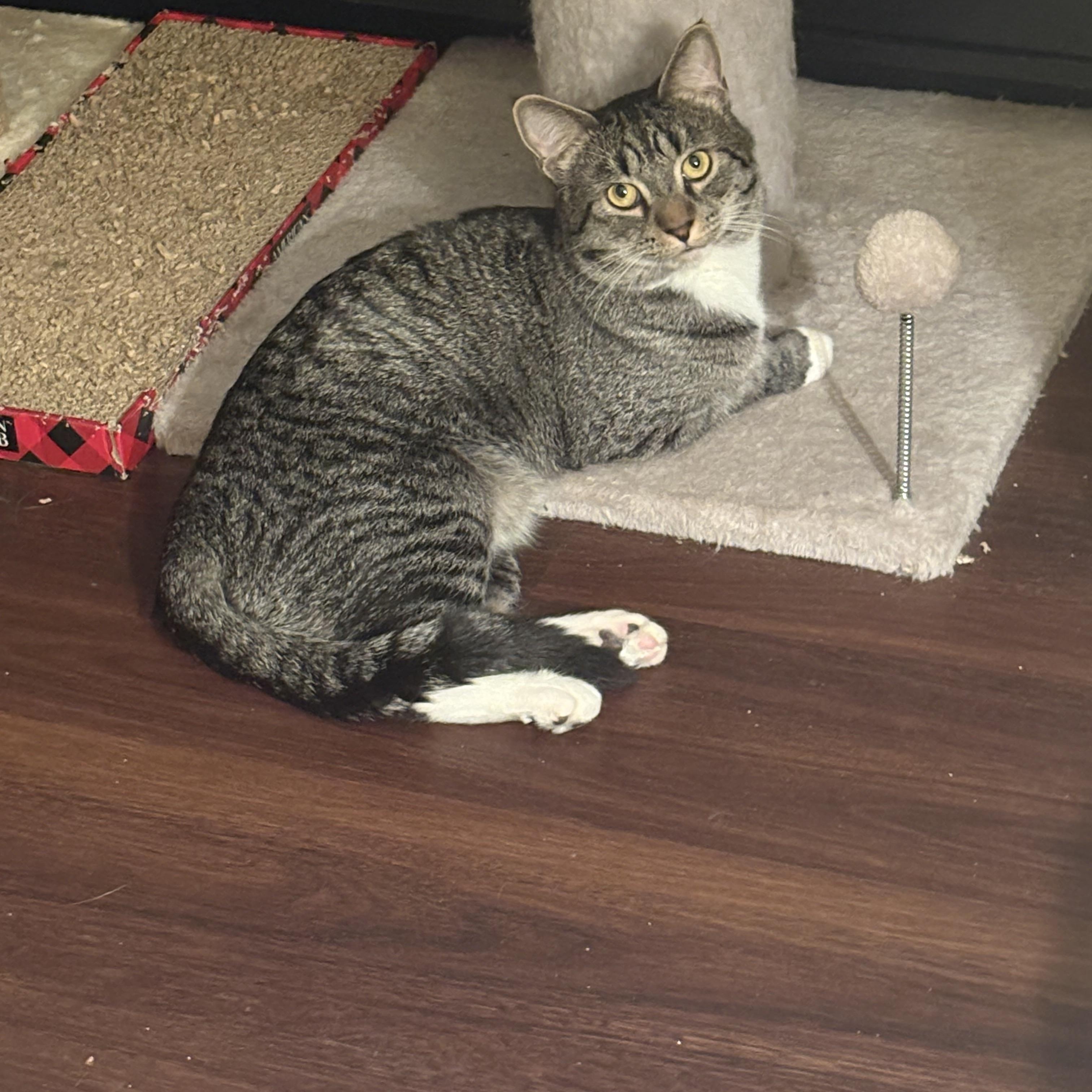 Enlarge Noah, a ADOPTABLE Domestic Short Hair in Cleveland, OH image 6/6