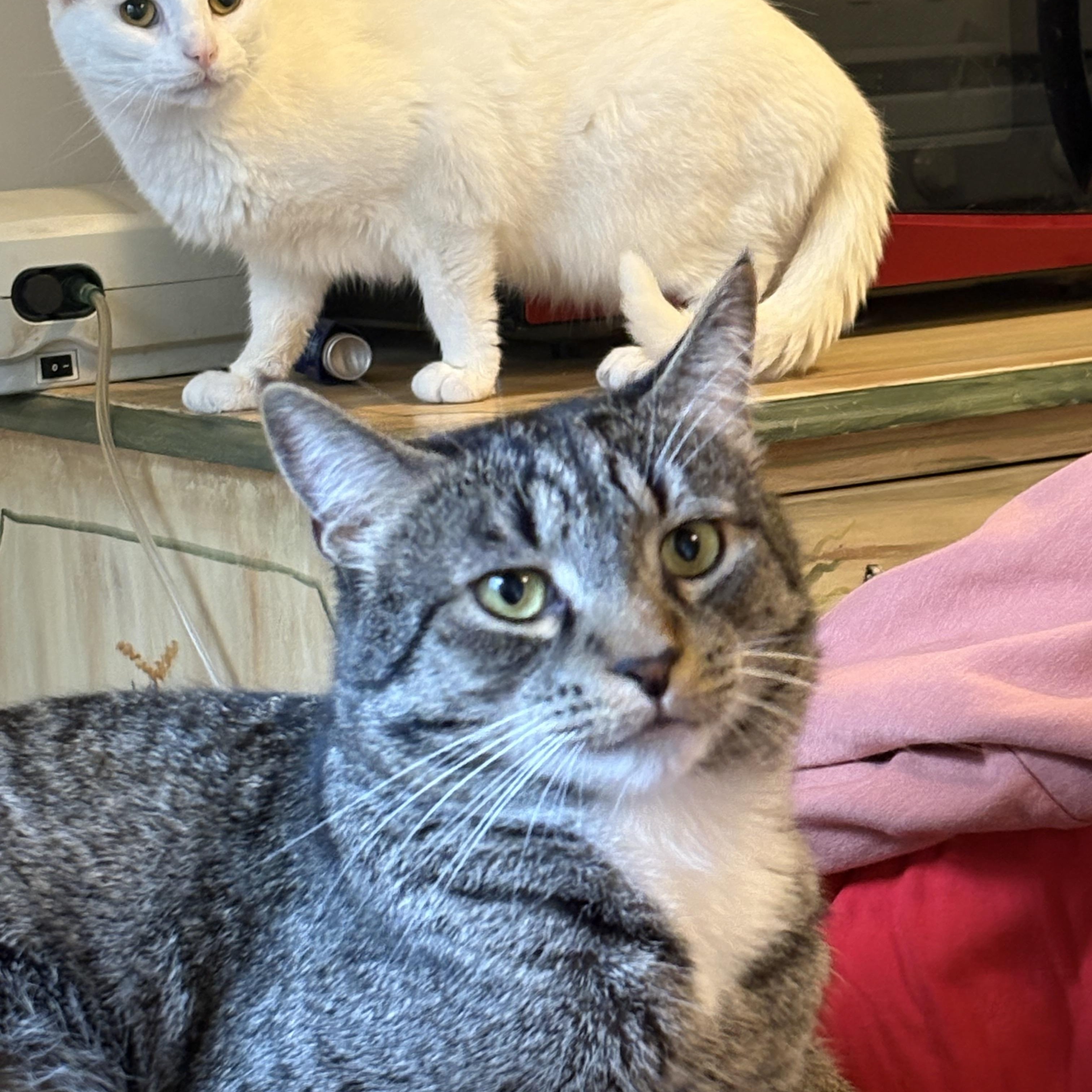 Enlarge Noah, a ADOPTABLE Domestic Short Hair in Cleveland, OH image 4/6
