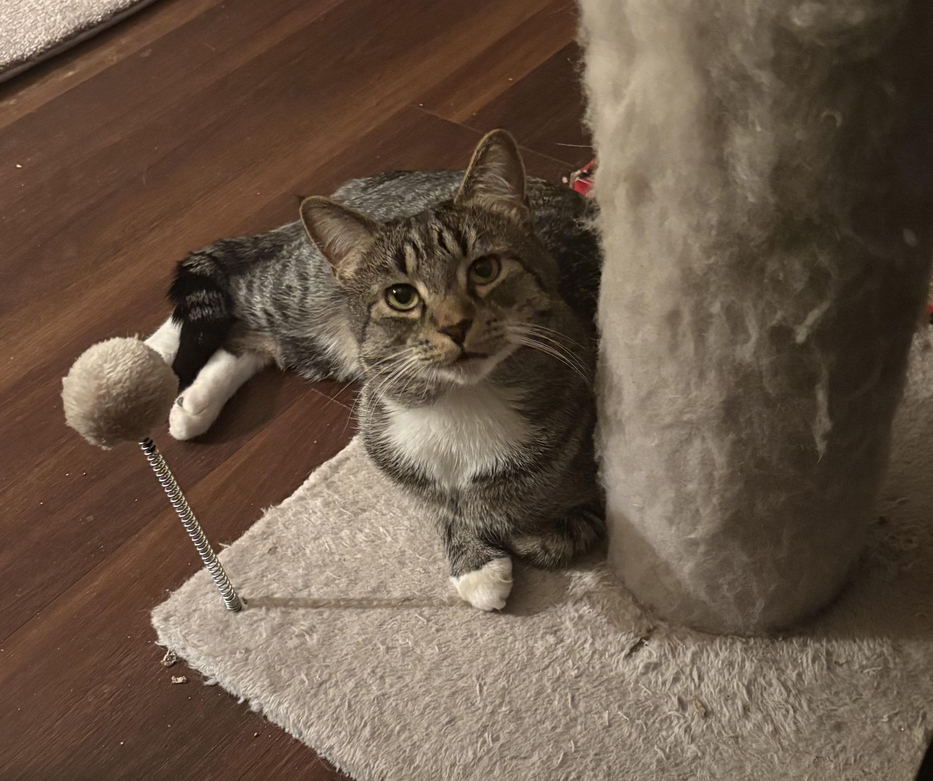 Enlarge Noah, a ADOPTABLE Domestic Short Hair in Cleveland, OH image 3/6