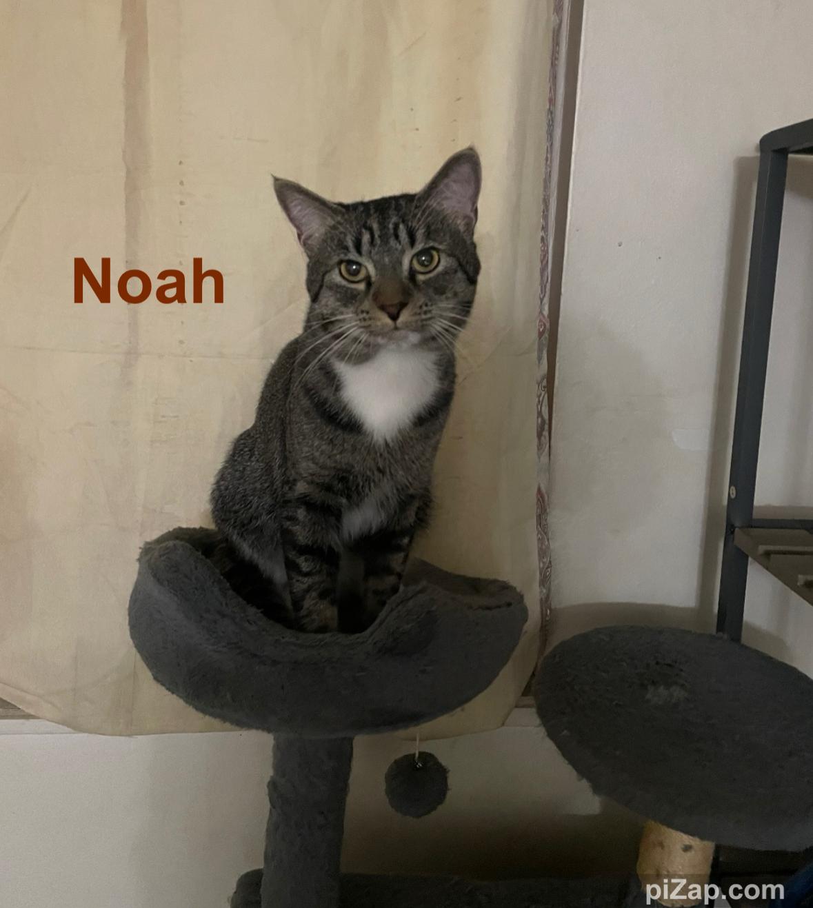Enlarge Noah, a ADOPTABLE Domestic Short Hair in Cleveland, OH image 5/6