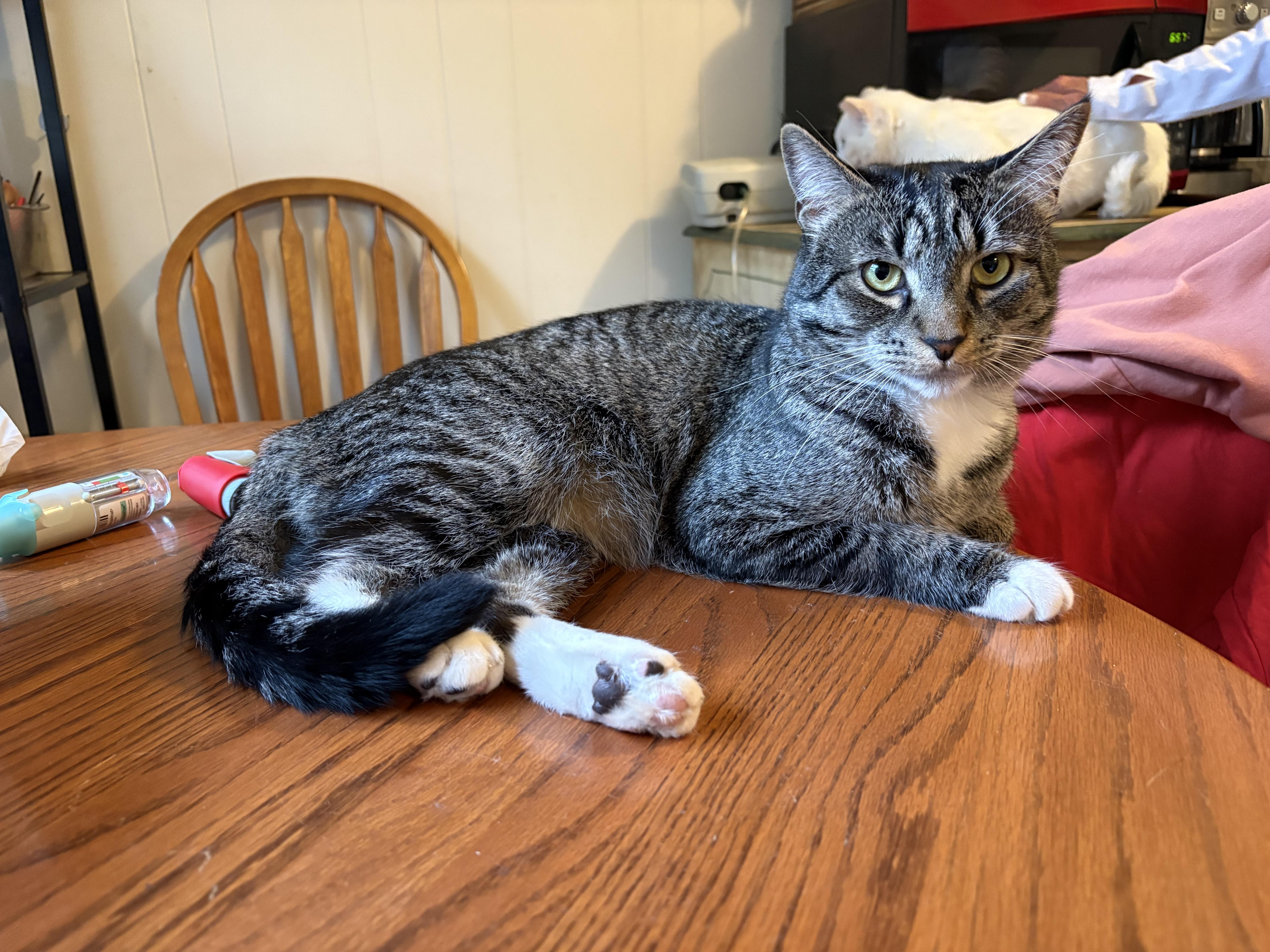Enlarge Noah, a ADOPTABLE Domestic Short Hair in Cleveland, OH image 2/6