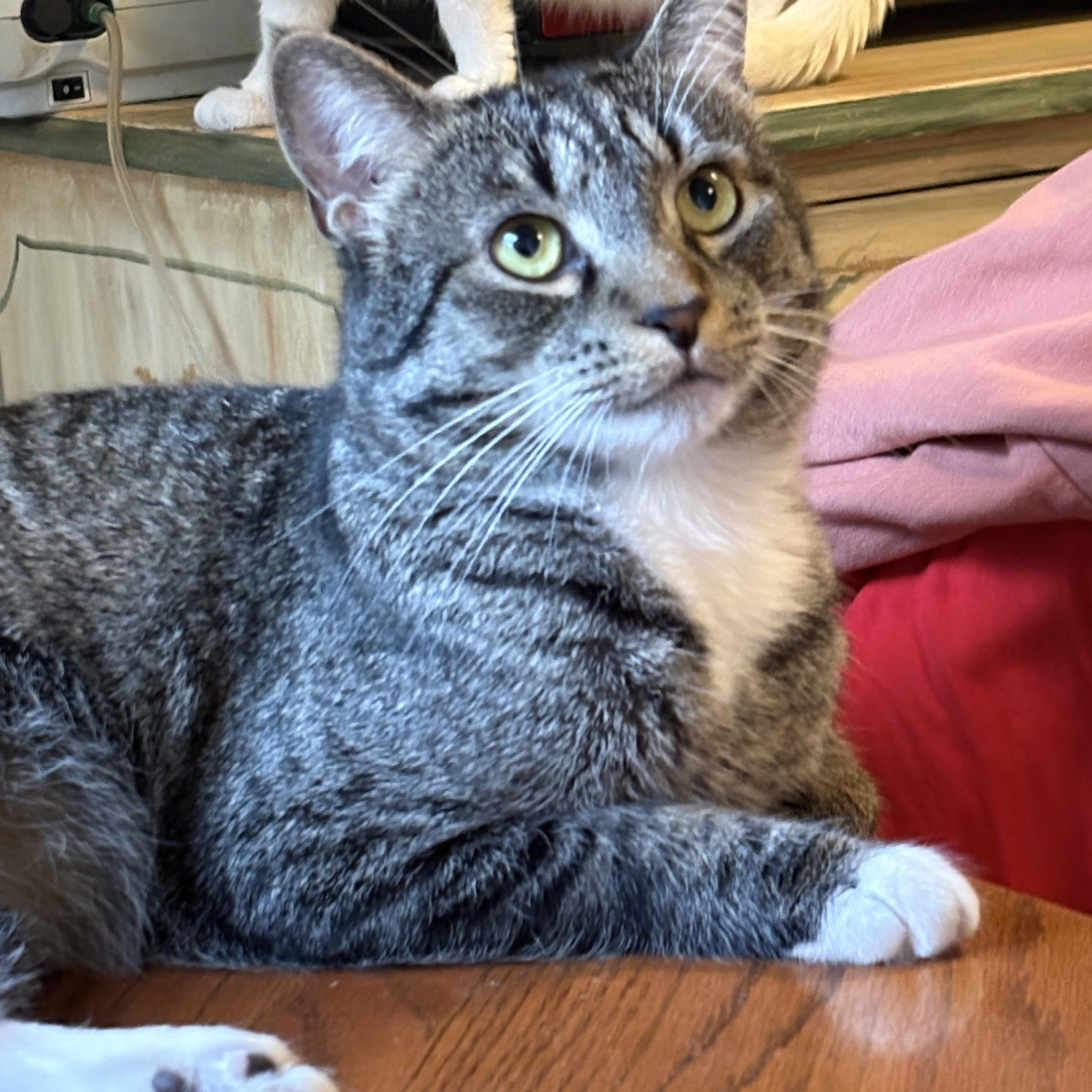 Noah, ADOPTABLE, Young Male Domestic Short Hair.