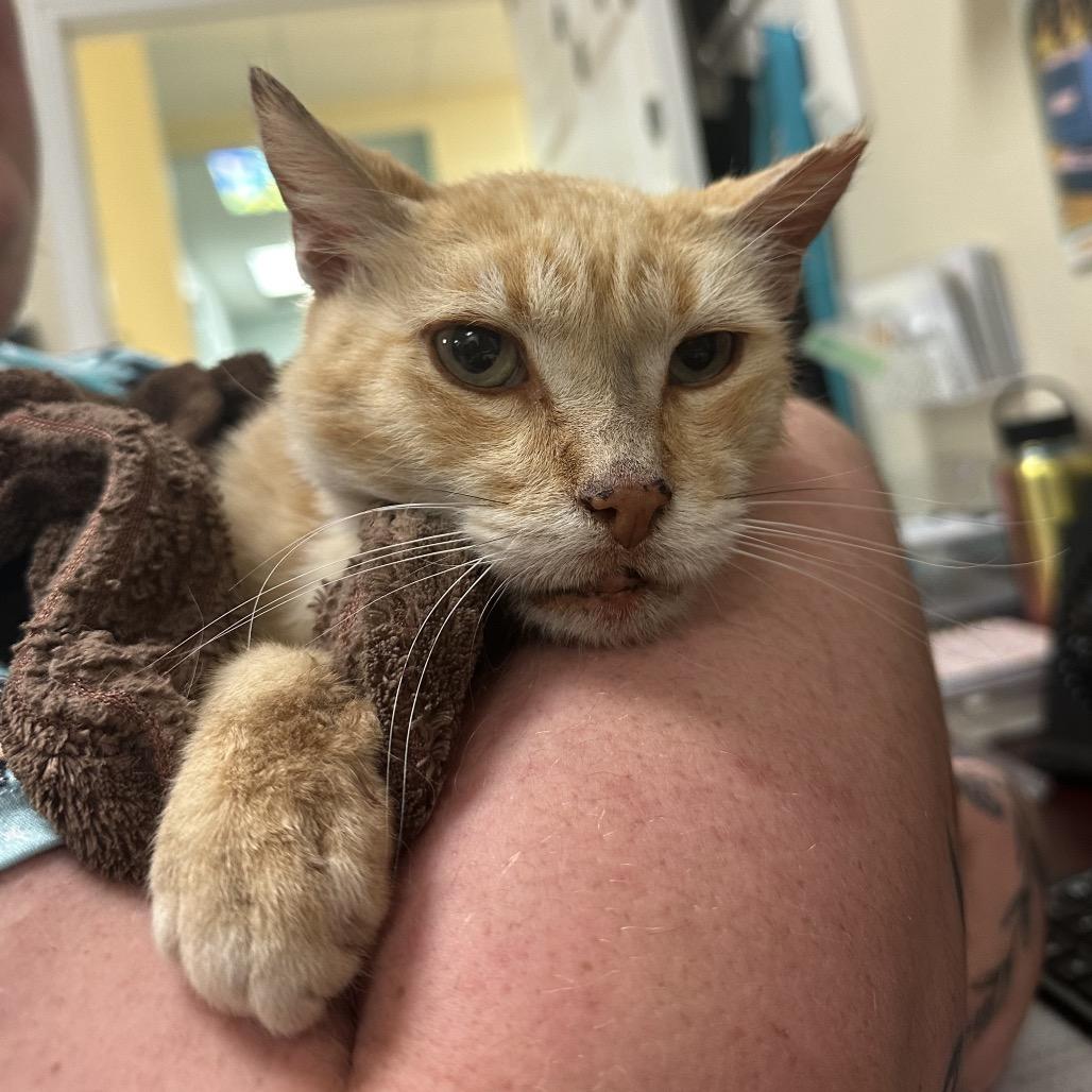Squanchy, Adoptable, Senior Male Domestic Short Hair.