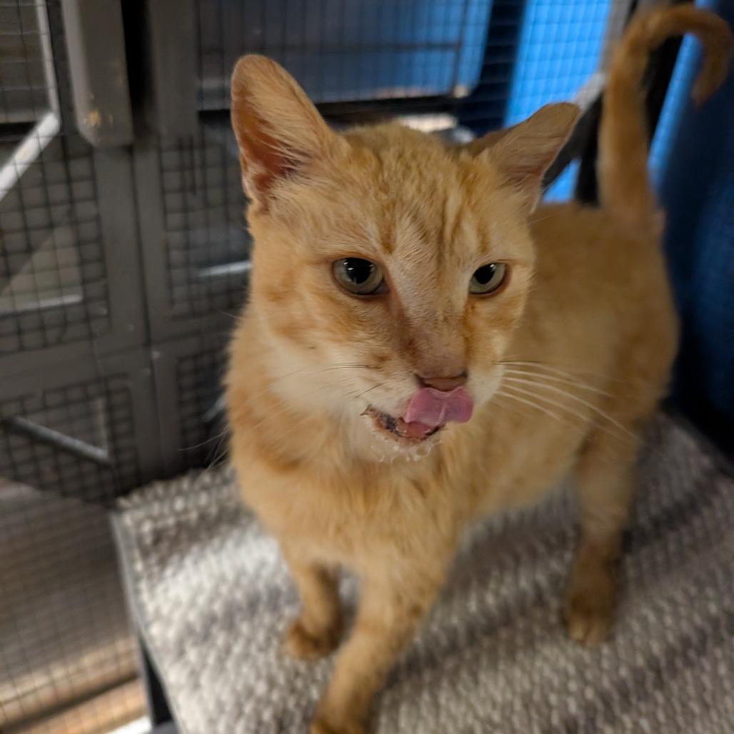 Enlarge Squanchy, a Adoptable Domestic Short Hair in Titusville, FL image 2/5