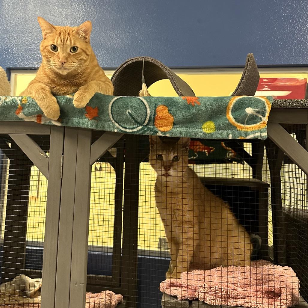 Enlarge Squanchy, a Adoptable Domestic Short Hair in Titusville, FL image 3/6