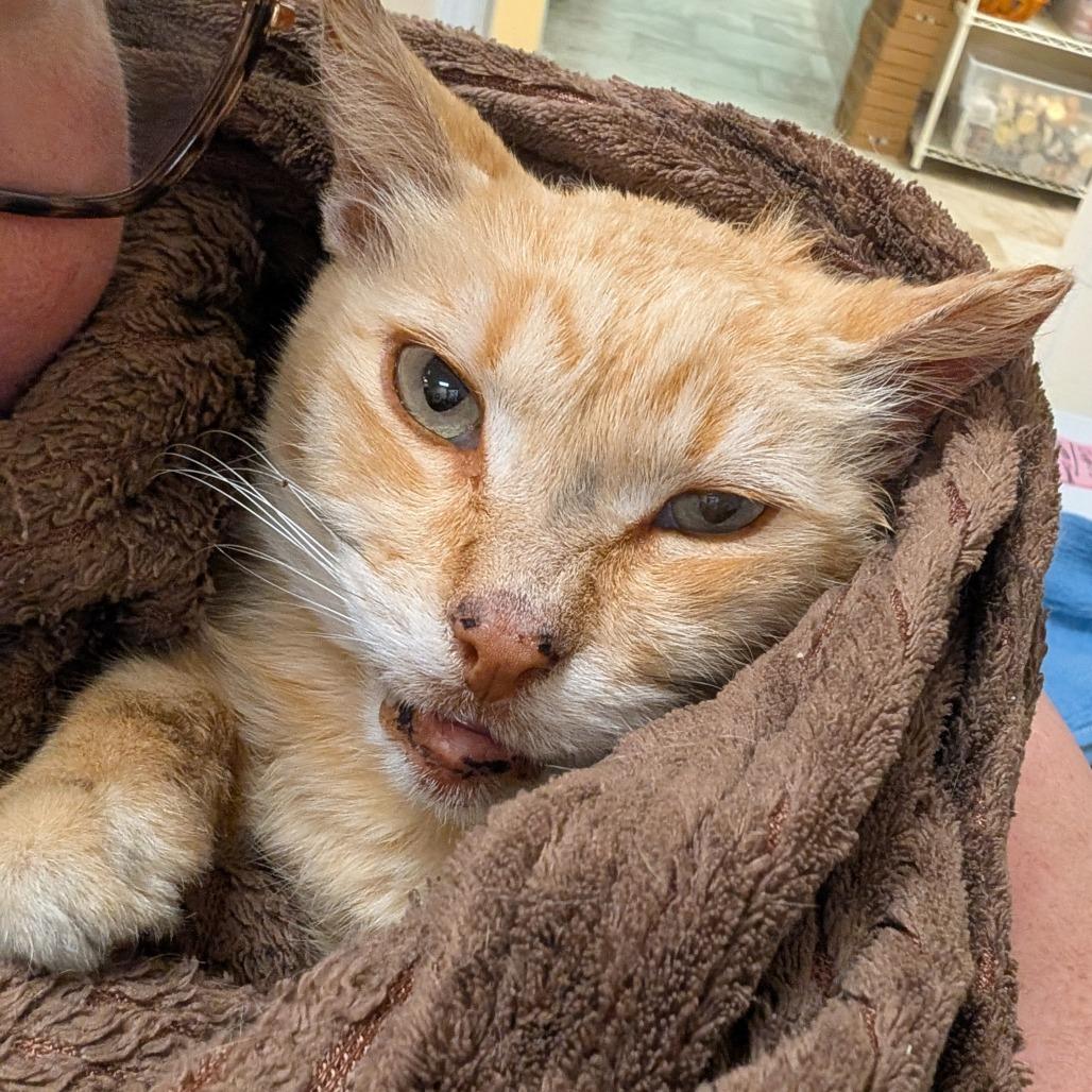 Enlarge Squanchy, a Adoptable Domestic Short Hair in Titusville, FL image 3/5
