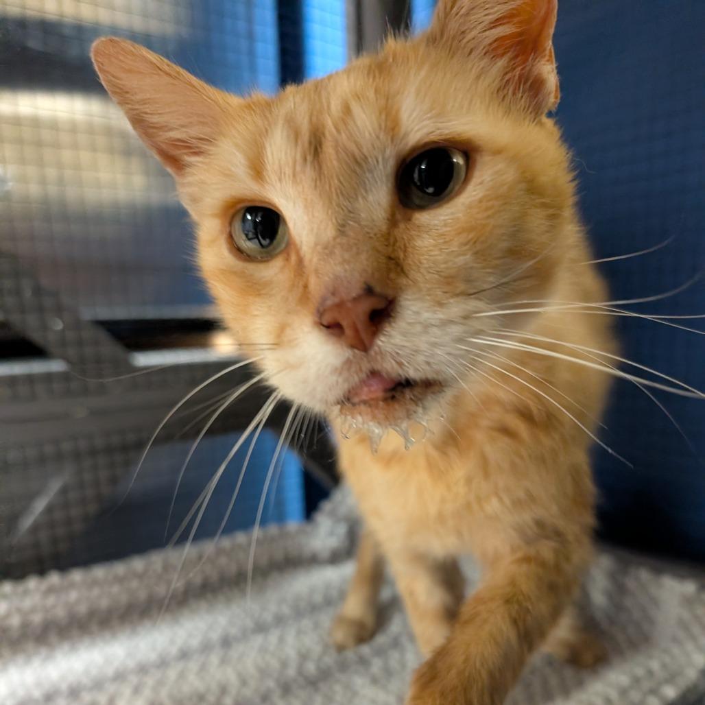 Enlarge Squanchy, a Adoptable Domestic Short Hair in Titusville, FL image 4/5