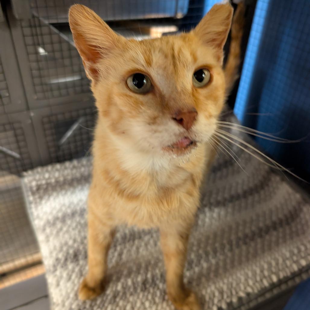 Enlarge Squanchy, a Adoptable Domestic Short Hair in Titusville, FL image 5/5