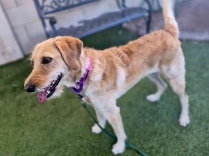 Camille, Adoptable, Adult Female Labrador Retriever & Irish Terrier.