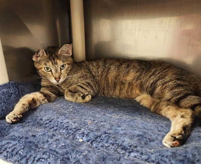 AGABA, Adoptable, Adult Female Domestic Short Hair.