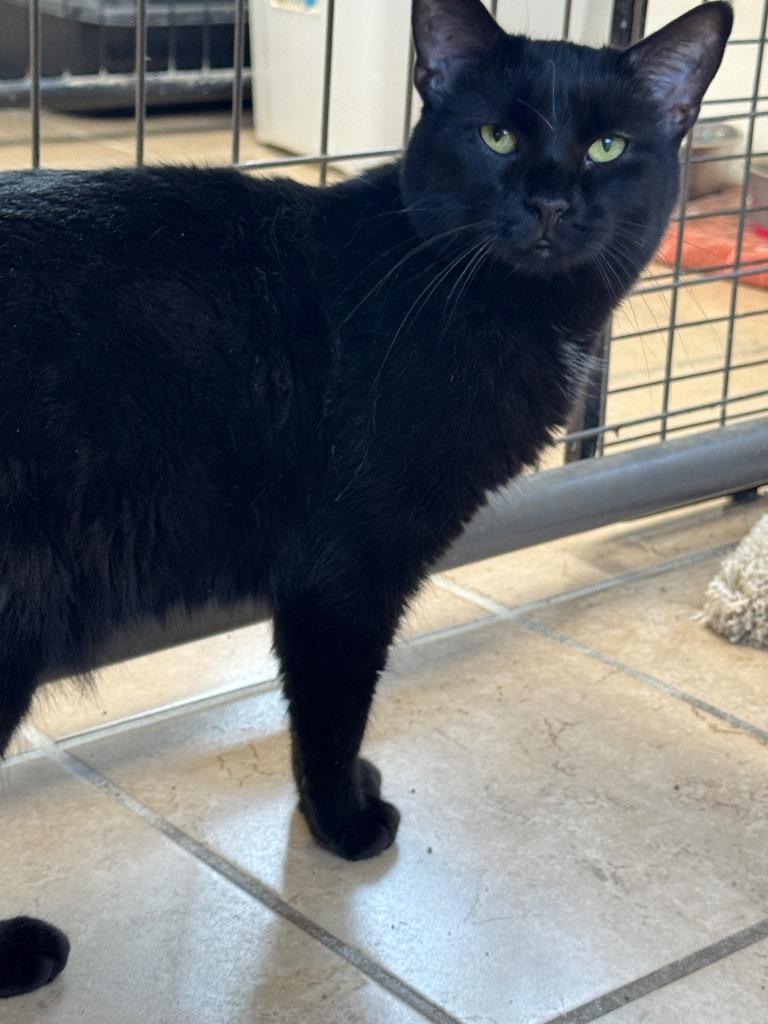 Tilly, Adoptable, Young Female Domestic Short Hair.