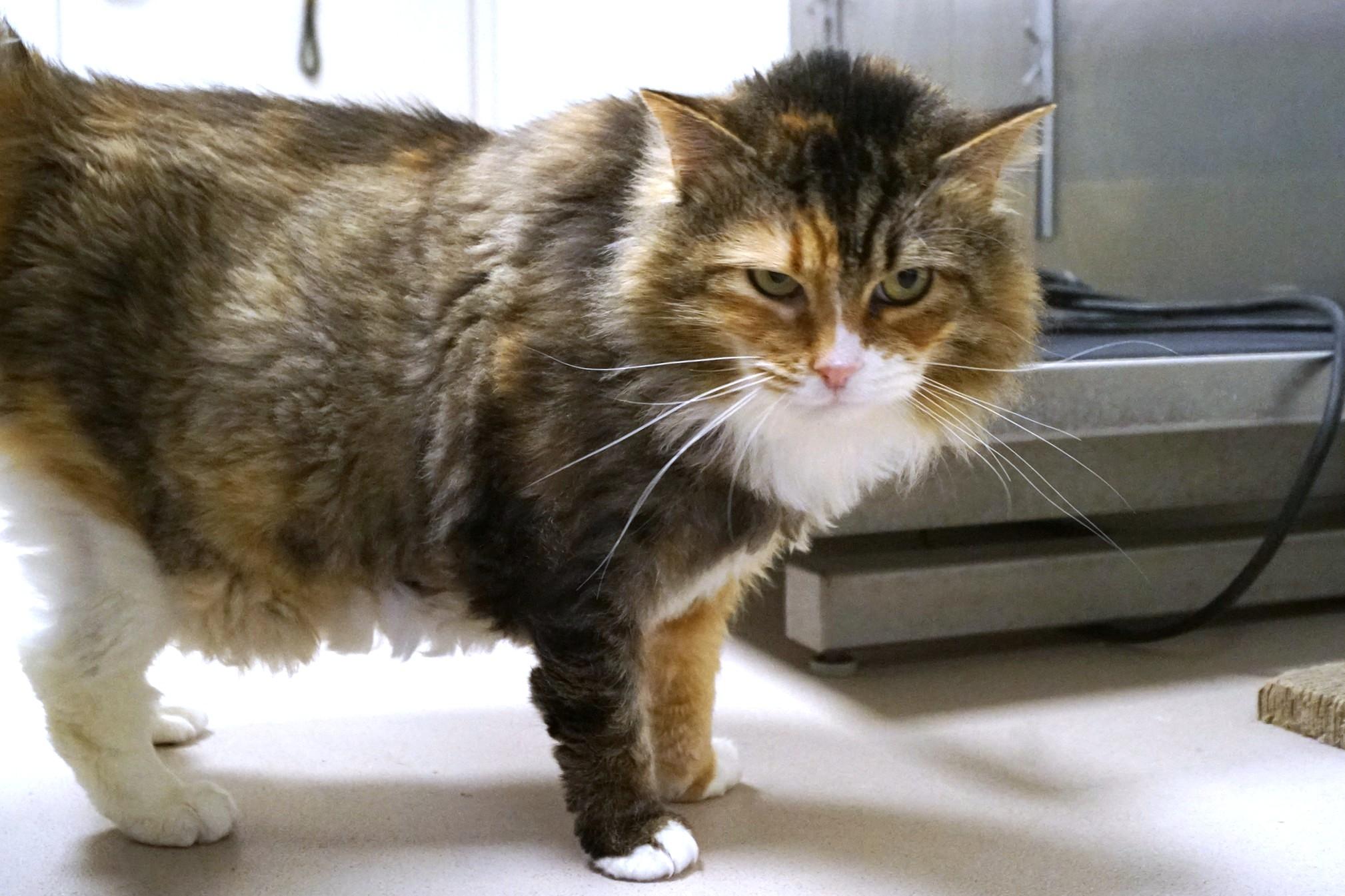 Enlarge Ponyo, an adoptable Domestic Long Hair in New Milford, CT image 5/6