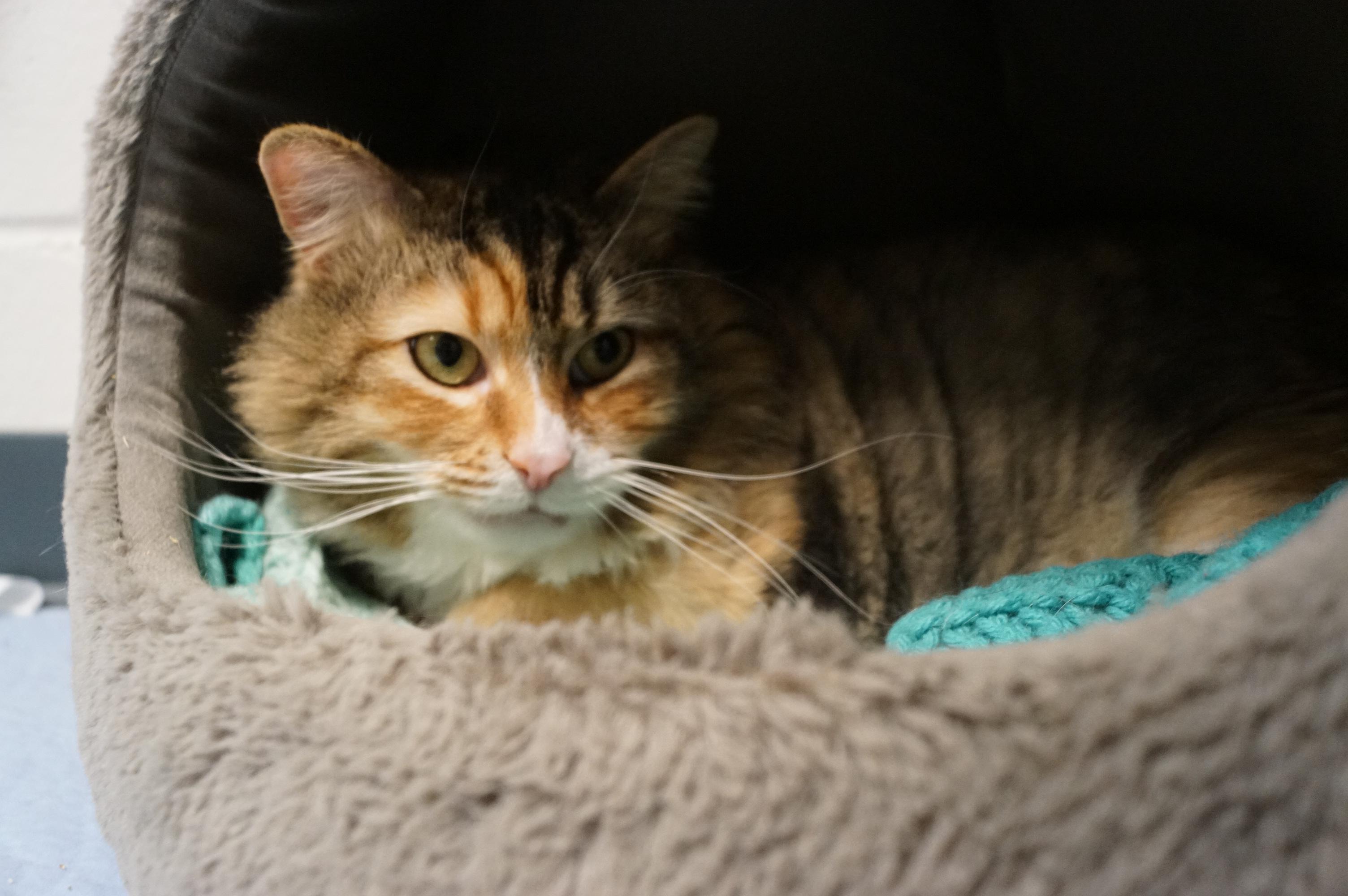 Enlarge Ponyo, an adoptable Domestic Long Hair in New Milford, CT image 4/6