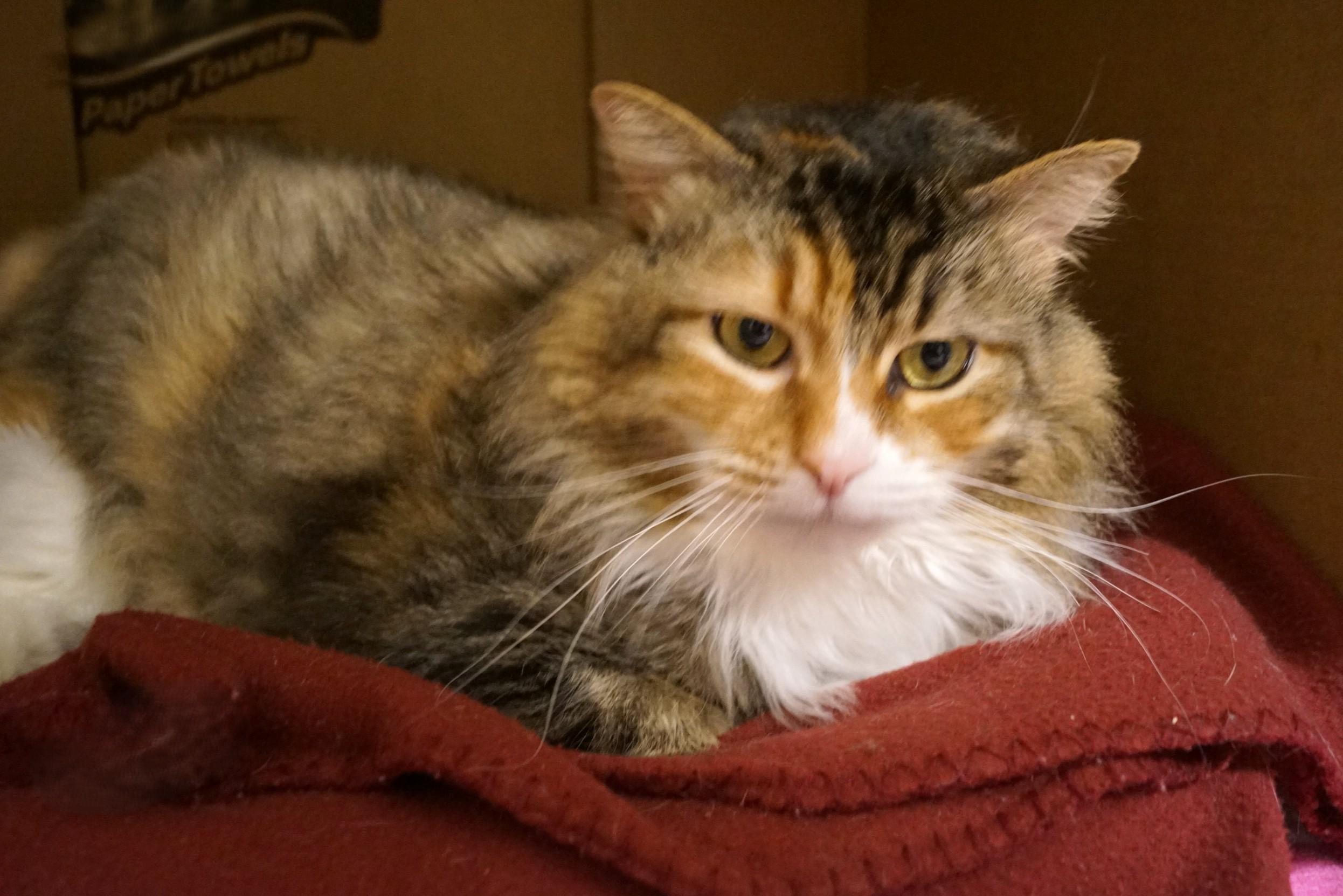 Enlarge Ponyo, an adoptable Domestic Long Hair in New Milford, CT image 2/6